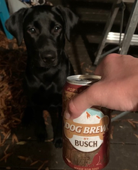 Busch's Dog Brew logo