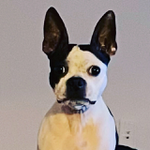 Alice Favaretto (Boston Terrier Lovers Inc)